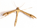 Stenoptilia annadactyla